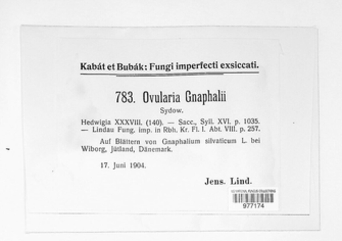 Ramularia gnaphalii image